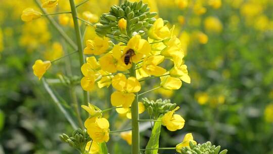 春天油菜花盛开蜜蜂采蜜