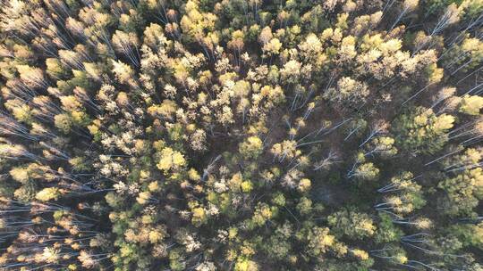 航拍秋天茂密的金色树林