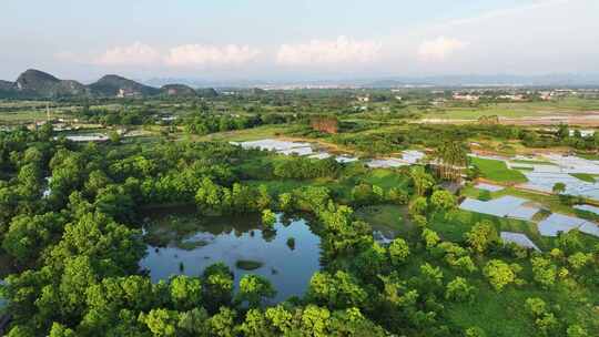 航拍广西桂林会仙湿地白鹭栖息地