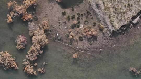 赤金峡水库湿地胡杨航拍