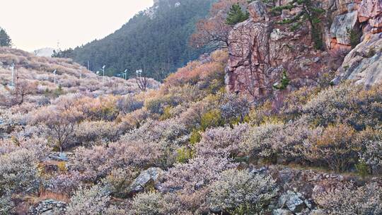 青岛樱花