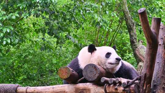 四川成都大熊猫繁殖基地里可爱的国宝大熊猫