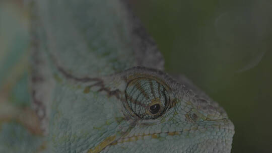 变色龙蜥蜴在热带雨林中 眼部特写