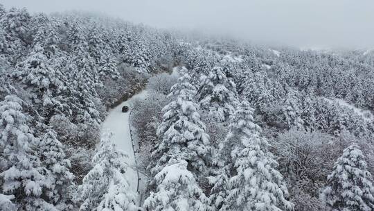 航拍湖北神农架冬季冬天冰雪雪松公路雪景