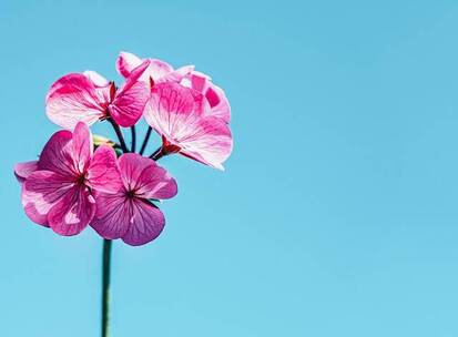 花瓣的呼吸 轻柔 花瓣 自然 呼吸 生