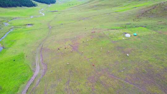 新疆北疆阿勒泰河谷草原夏牧场放牧牧区航拍