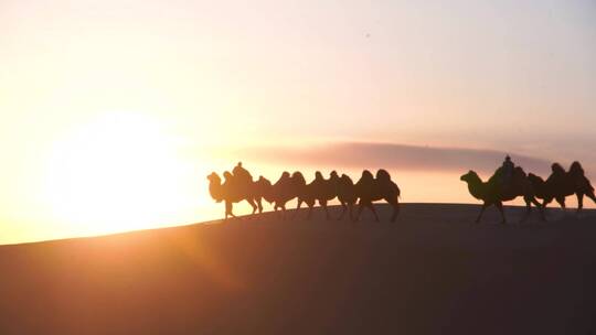 夕阳西下和骆驼群视频素材模板下载