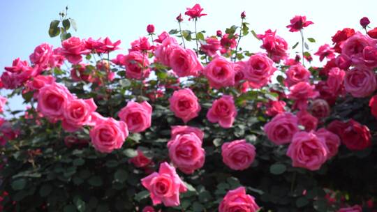 花园的玫瑰花
