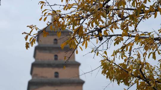 秋天在大雁塔前摇曳的树叶