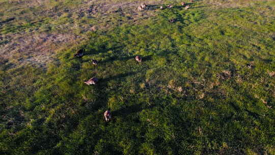 黄昏时分，袋鼠在澳大利亚郁郁葱葱的田野里