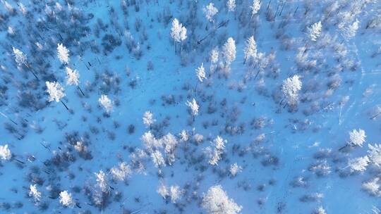 航拍林海雪原银色松林