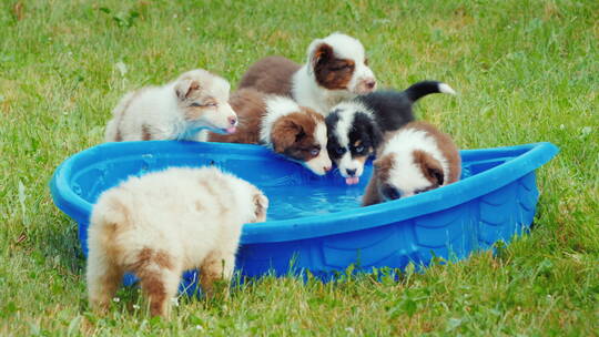 可爱的小狗们在水盆里喝水视频素材模板下载