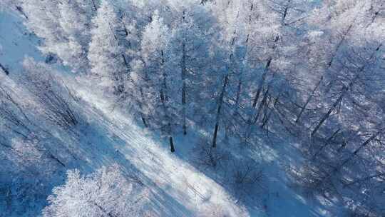 唯美雾凇雪松森林雪景