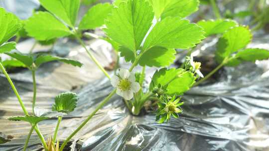 草莓园 农田 农业作物 水果 绿色植物 温室