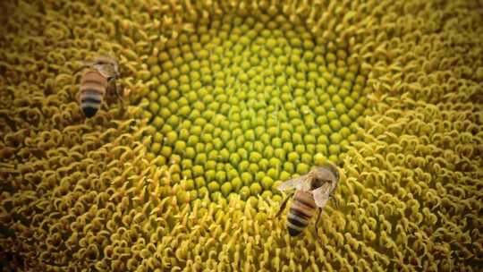 蜜蜂在向日葵花朵采蜜飞舞微距特写