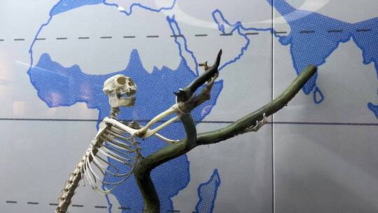 灵长类生物骨骼猴子骨骼视频素材模板下载