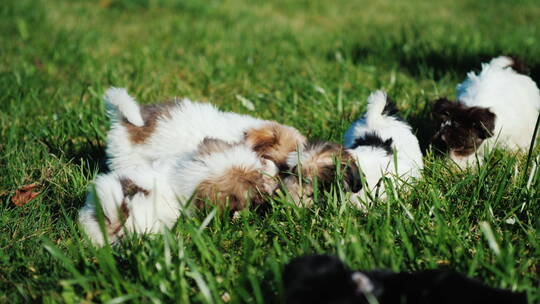 小狗在草坪上玩耍