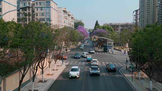 昆明教场中路蓝花楹网红街街道