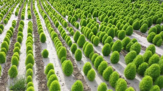 俯拍农田地肤植株