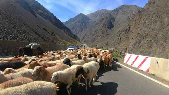 独库公路上的牧羊人 牧民转场