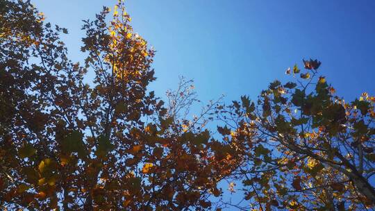 实拍 秋天 泛黄 树枝 树叶