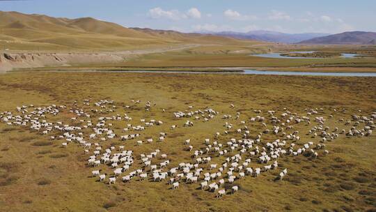 新疆巴音布鲁克草原上的羊群视频素材模板下载