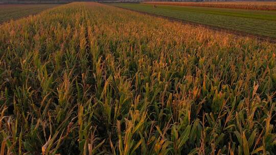 航拍玉米地黄昏下的农场日落下的玉米地种植