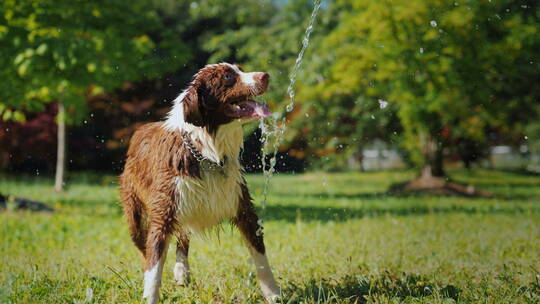 狗狗在公园里喝水