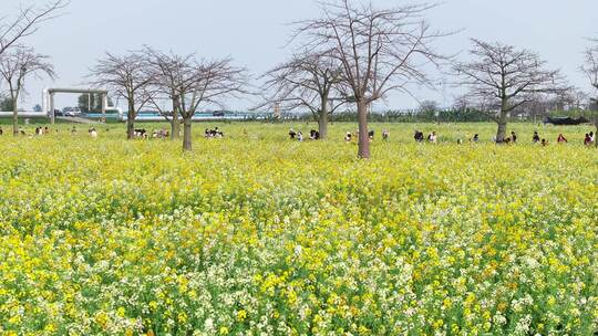 中国广东省广州市南沙区东涌油菜花