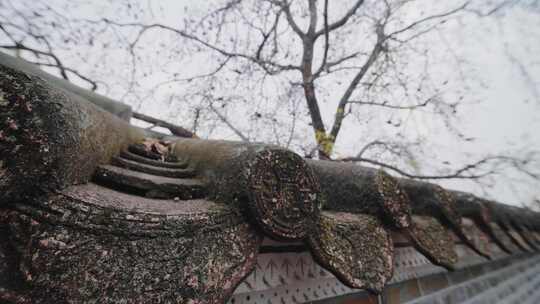 唯美意境岭南特色古建筑旁盛开的百年木棉花