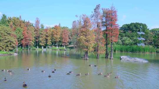 广州海珠湖公园水杉落羽杉红叶与一群鸭子