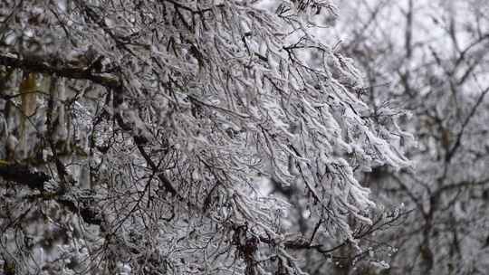 冰雪森林树林树枝