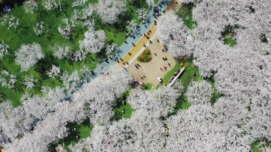 无锡金匮公园樱花航拍环绕下降视角
