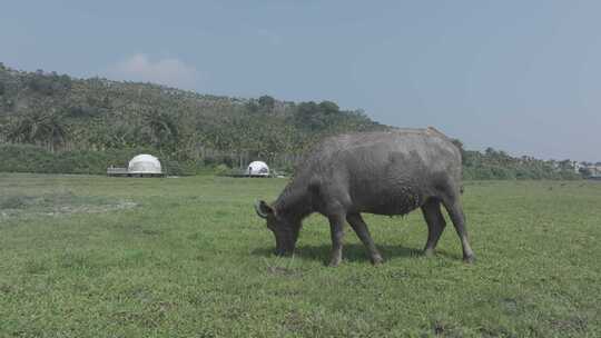 海南农田里的水牛吃草