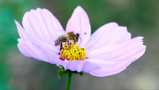 蜜蜂在紫色花朵上的特写镜头