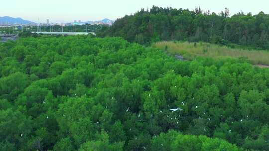 树林上空飞鸟航拍全景