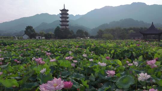 浙江武义十里荷花景区夏季荷花风光4K航拍