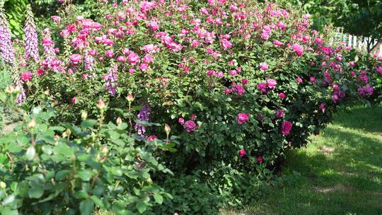 花园小道花香花巷绿植花海