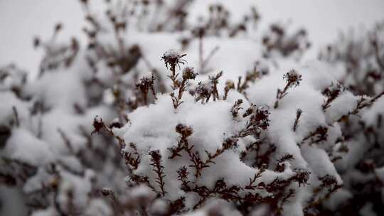 冬季雪花飘落到植物上的雪景