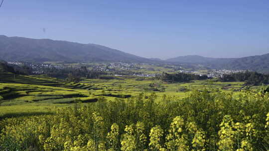 田园梯田油菜花与远山景观