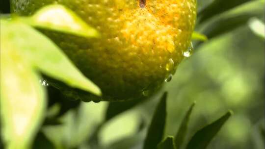 橘子园 采摘橘子