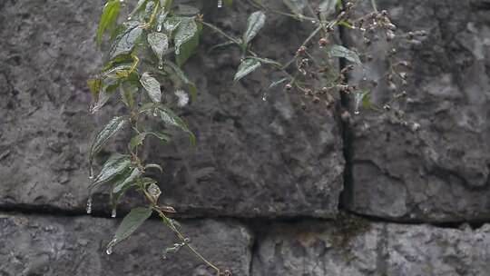 凤凰腊尔山 刚淋过雨的墙边绿植