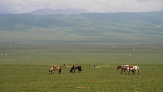 新疆巴音布鲁克草原上的骏马和牧民