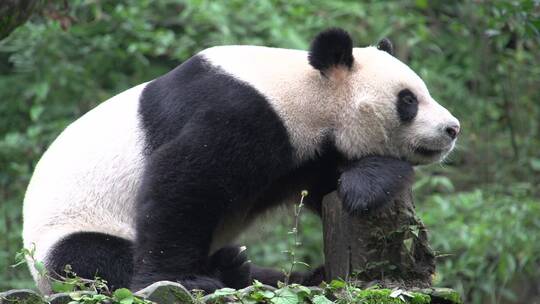 大熊猫在树干上休息