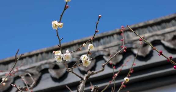 春天阳光下中式园林梅树梅花盛开慢镜头