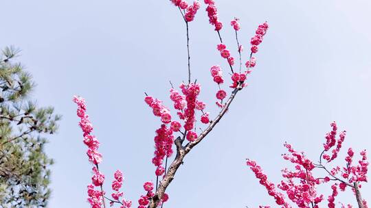 4k 植物园初春景象