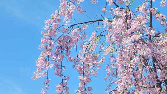 春天阳光下的樱花花朵花瓣