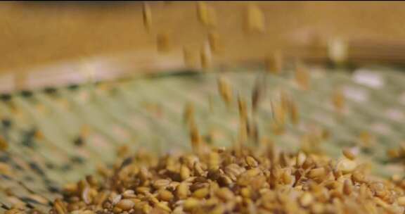小麦麦子熟了收小麦三农乡村振兴丰收农业