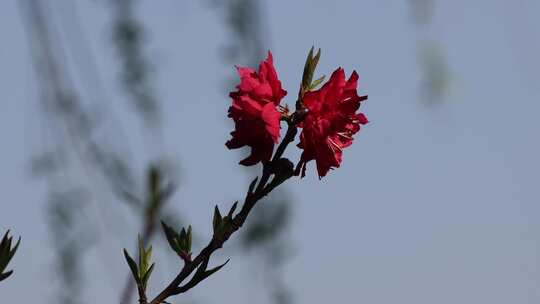 特写盛开的红色桃花