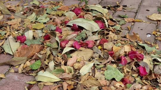 秋季阴天清晨街道上落满的枯树叶高清实拍视频素材模板下载